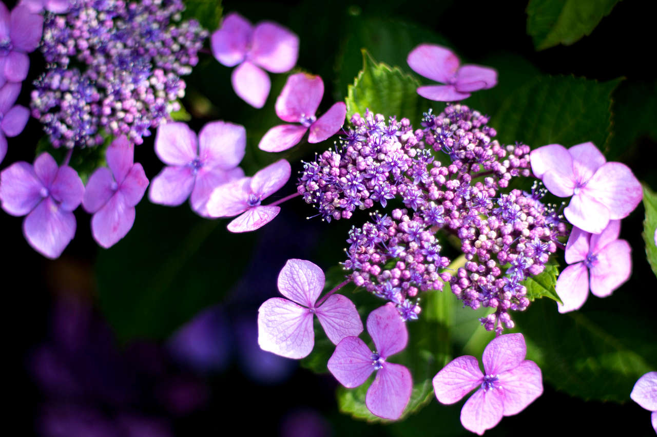 長慶寺の紫陽花