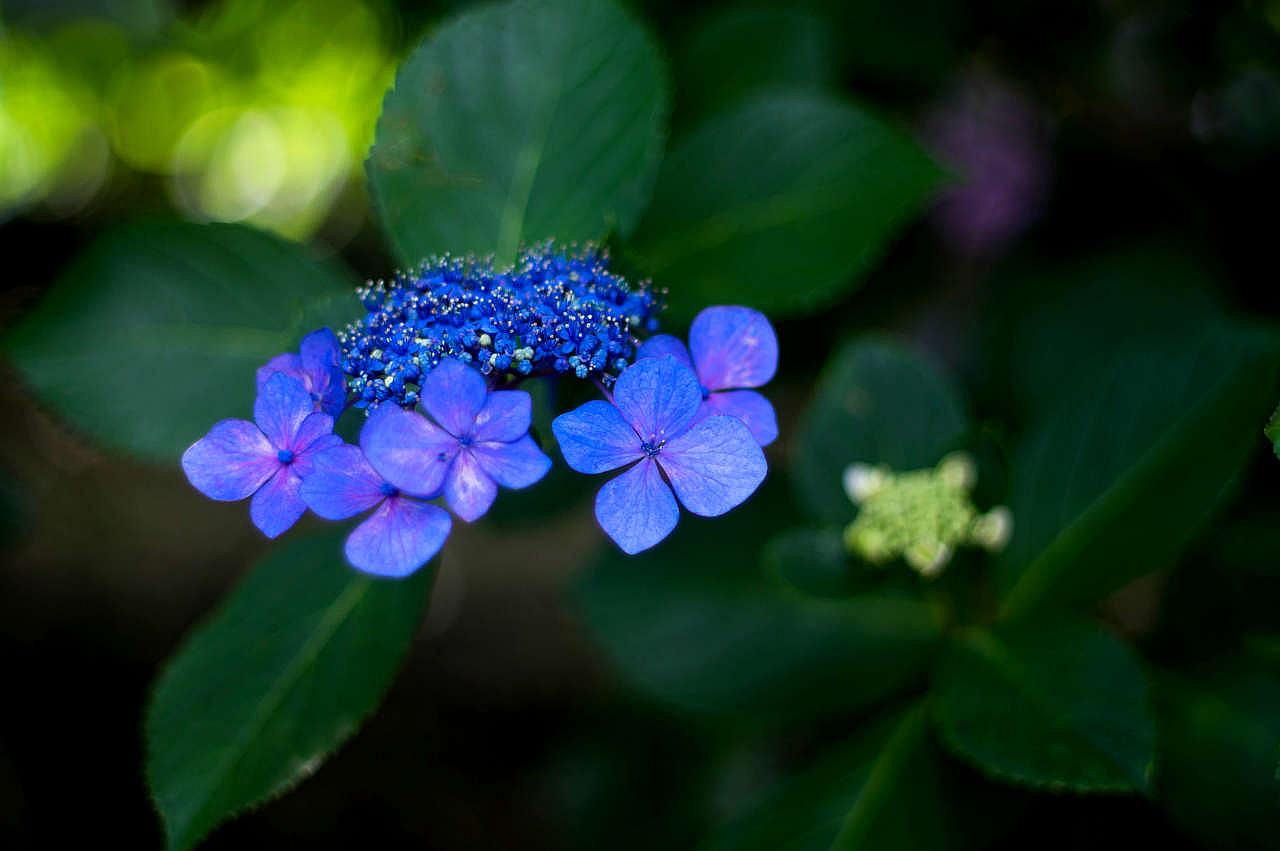 長慶寺の紫陽花