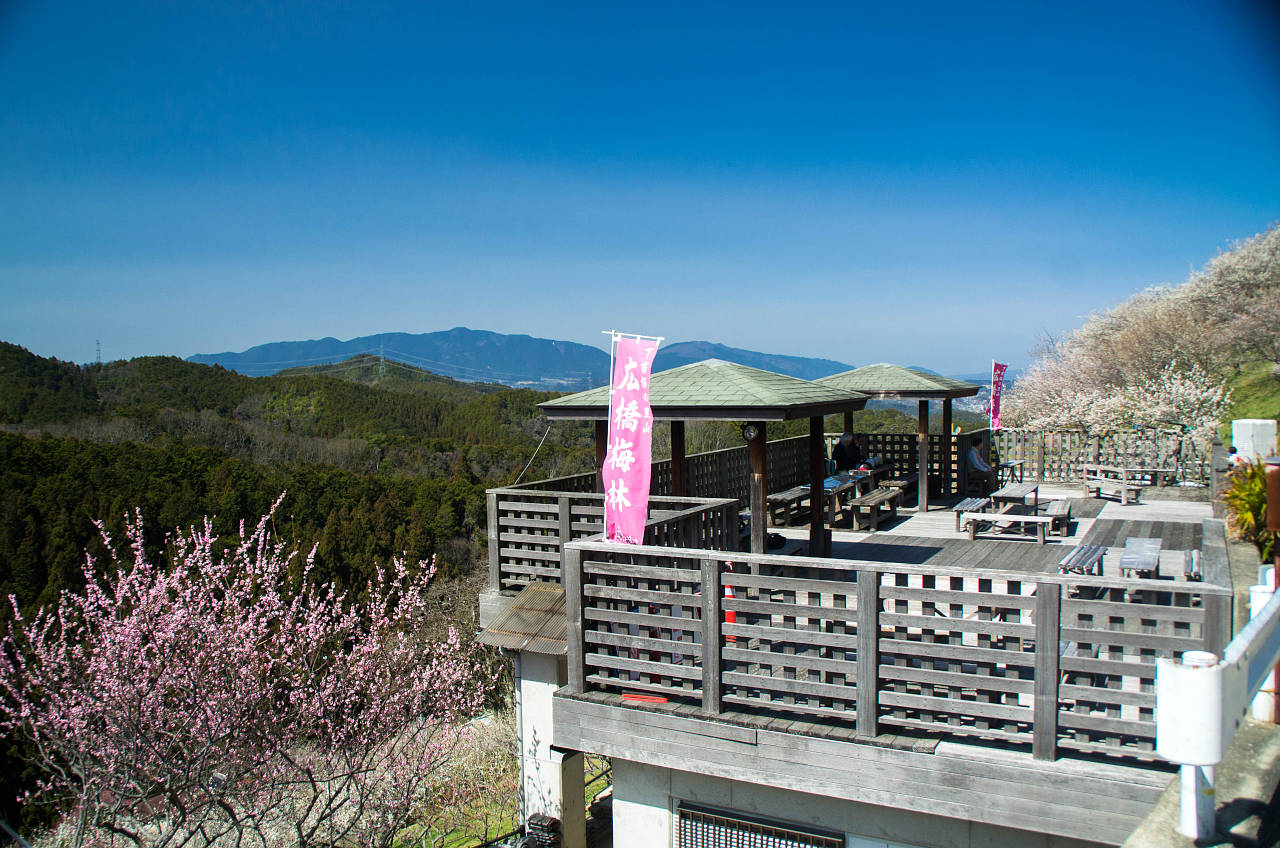 広橋梅林