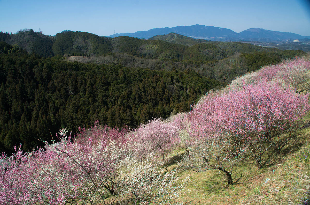 広橋梅林