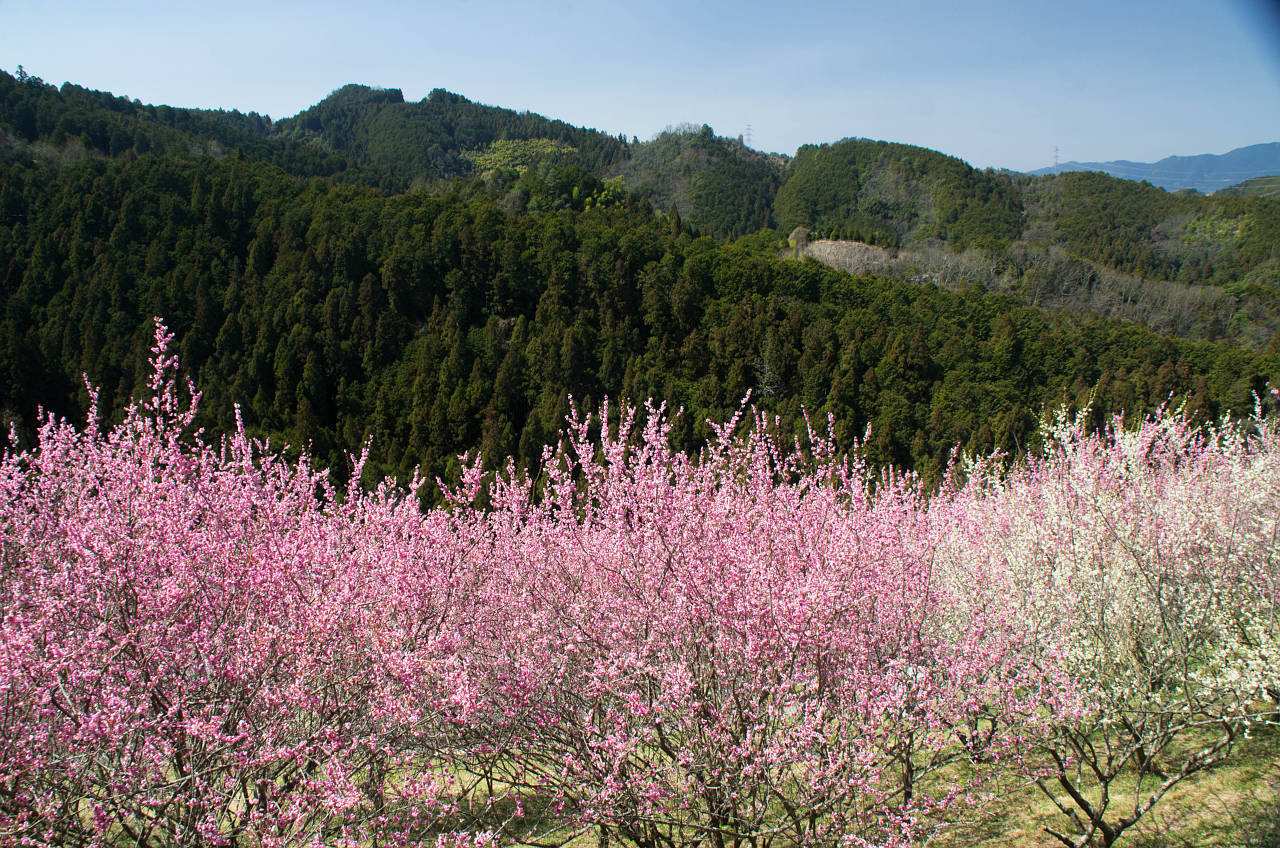 広橋梅林