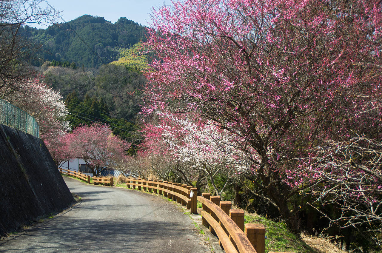 広橋梅林