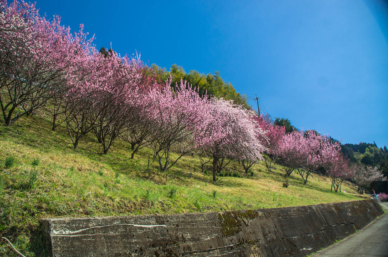 広橋梅林