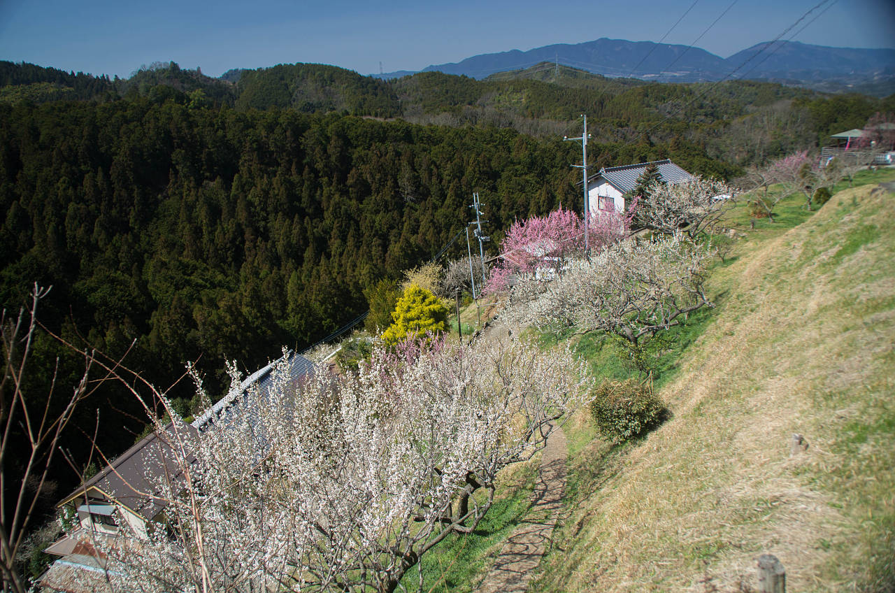 広橋梅林