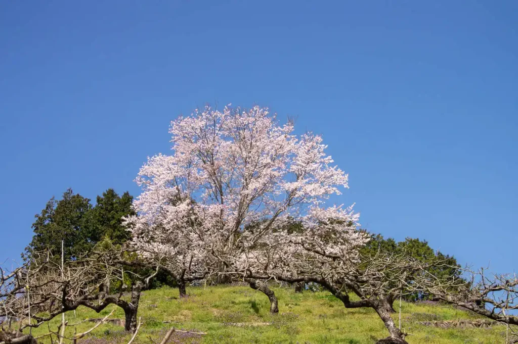 橋本で見つけた丘の上の桜