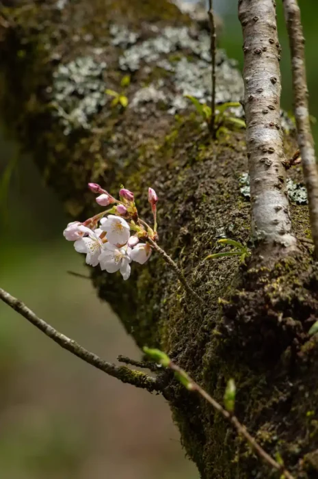 胴吹き桜