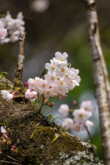 胴吹き桜