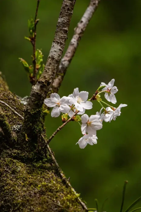 胴吹き桜