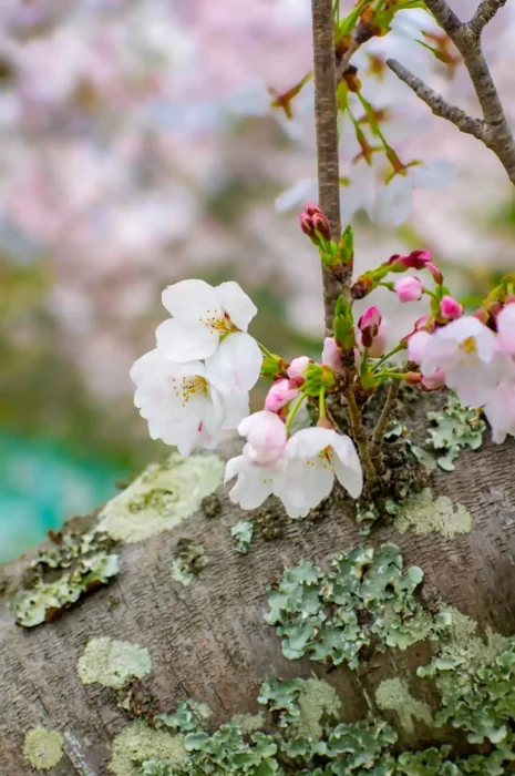 伊太祈曽周辺で胴吹き桜