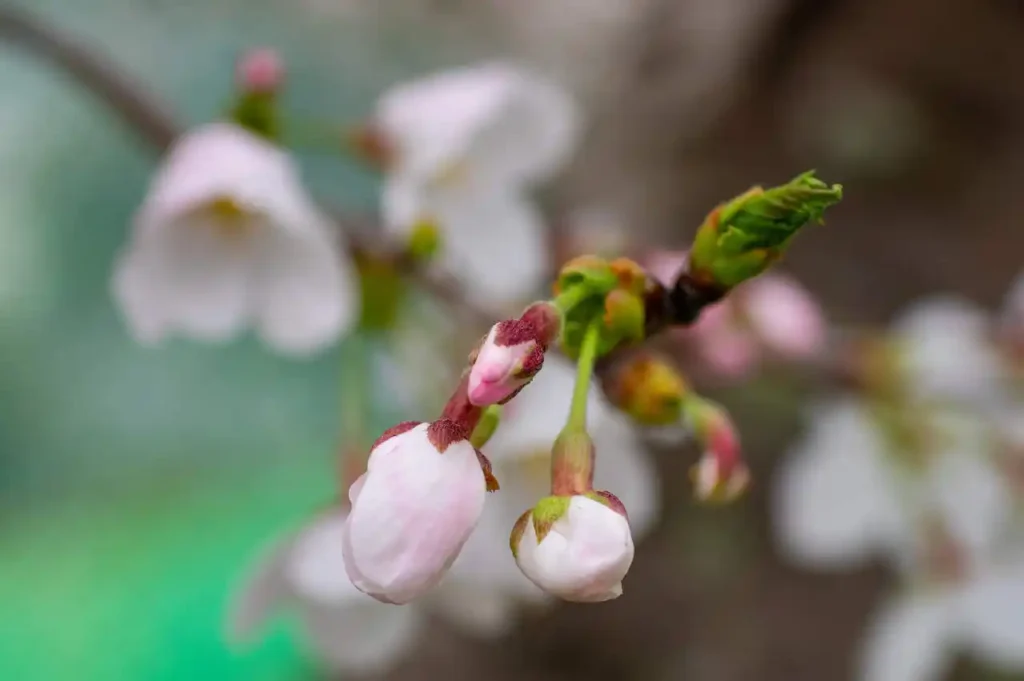 伊太祈曽周辺で胴吹き桜