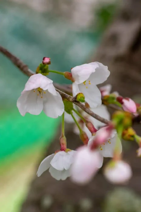 伊太祈曽周辺で胴吹き桜