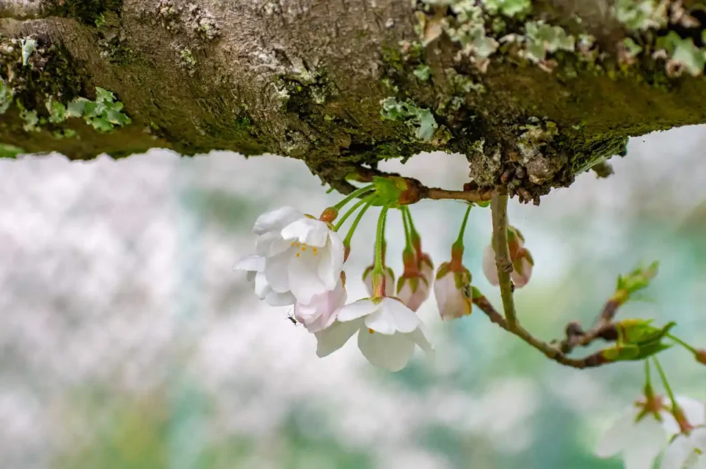 伊太祈曽周辺で胴吹き桜