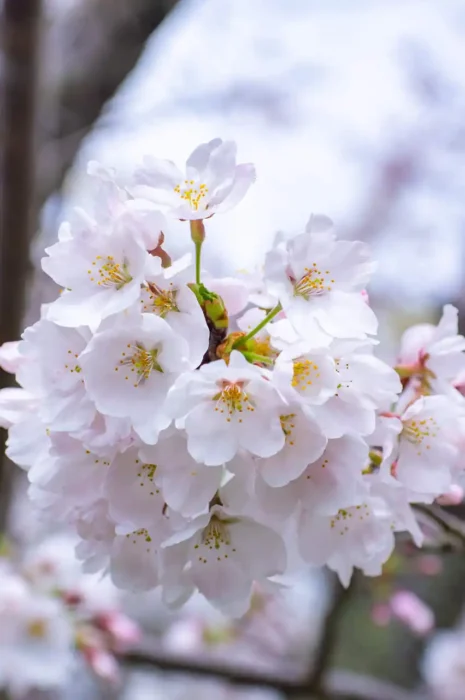伊太祈曽周辺で胴吹き桜