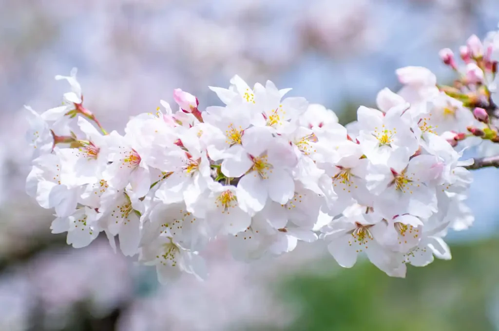 伊太祈曽周辺で胴吹き桜