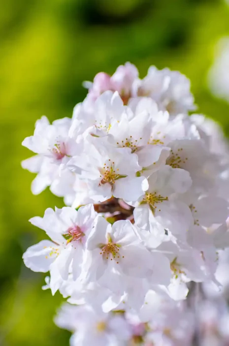 伊太祈曽周辺で胴吹き桜