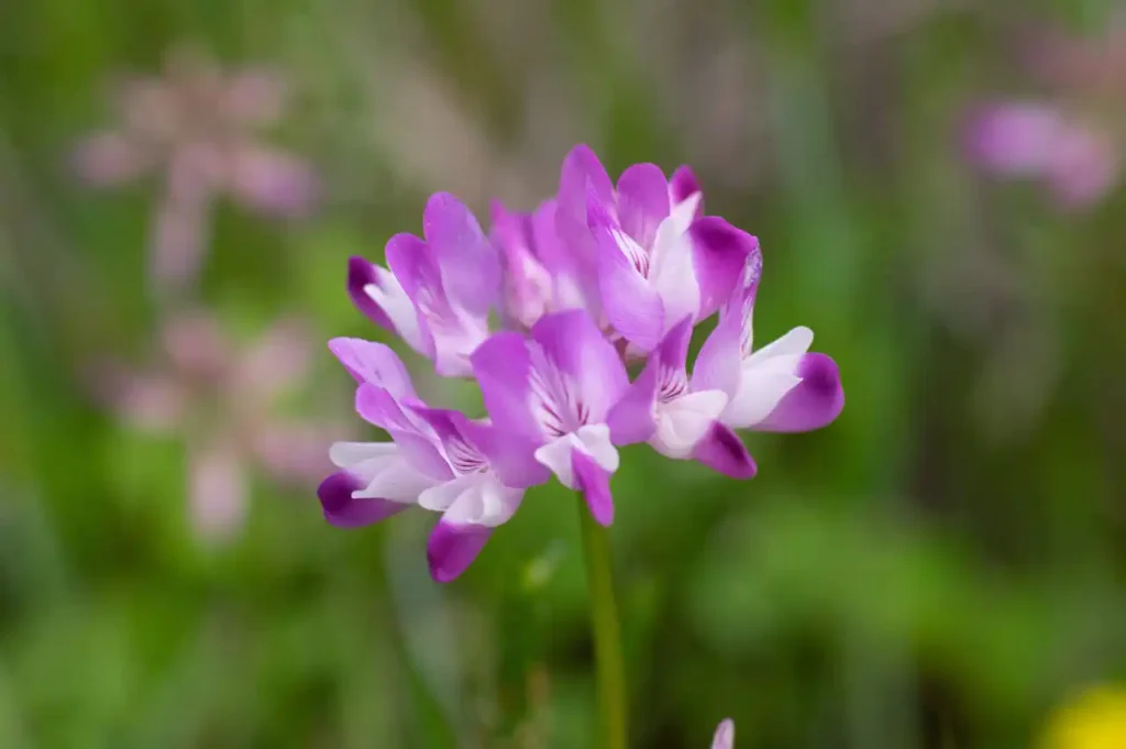 貴志川の蓮華草