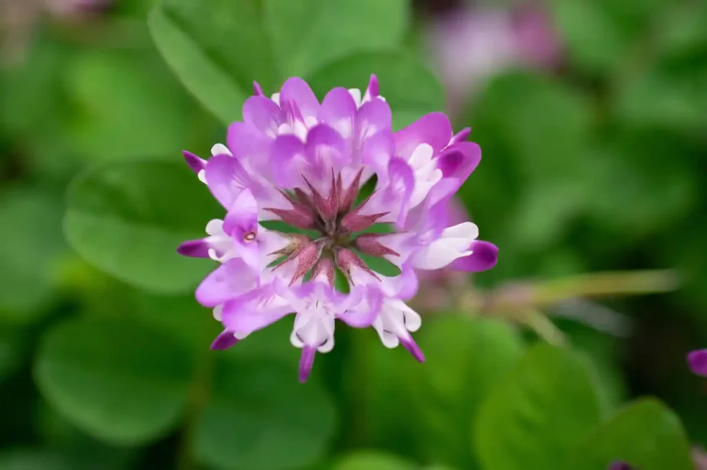 貴志川の蓮華草