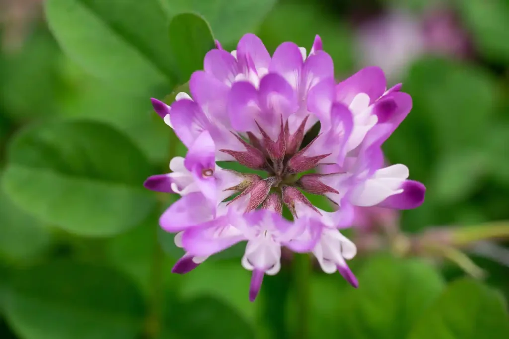 貴志川の蓮華草
