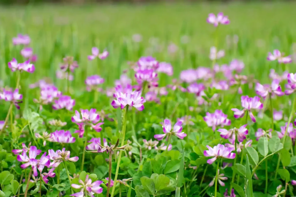 貴志川の蓮華草