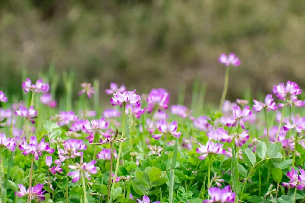 貴志川の蓮華草