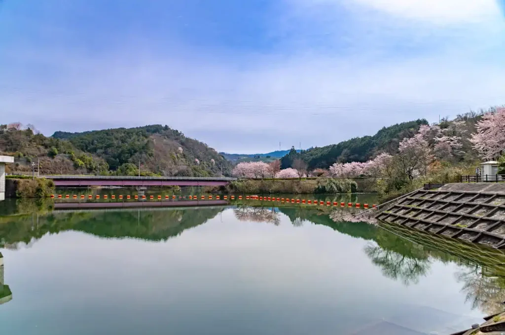 奈良県五條市西吉野町　一の木ダムの桜の写真