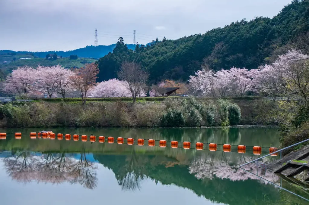 奈良県五條市西吉野町　一の木ダムの桜の写真