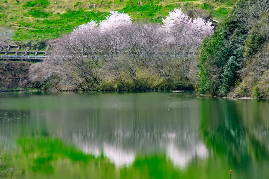 奈良県五條市西吉野町　一の木ダムの桜の写真