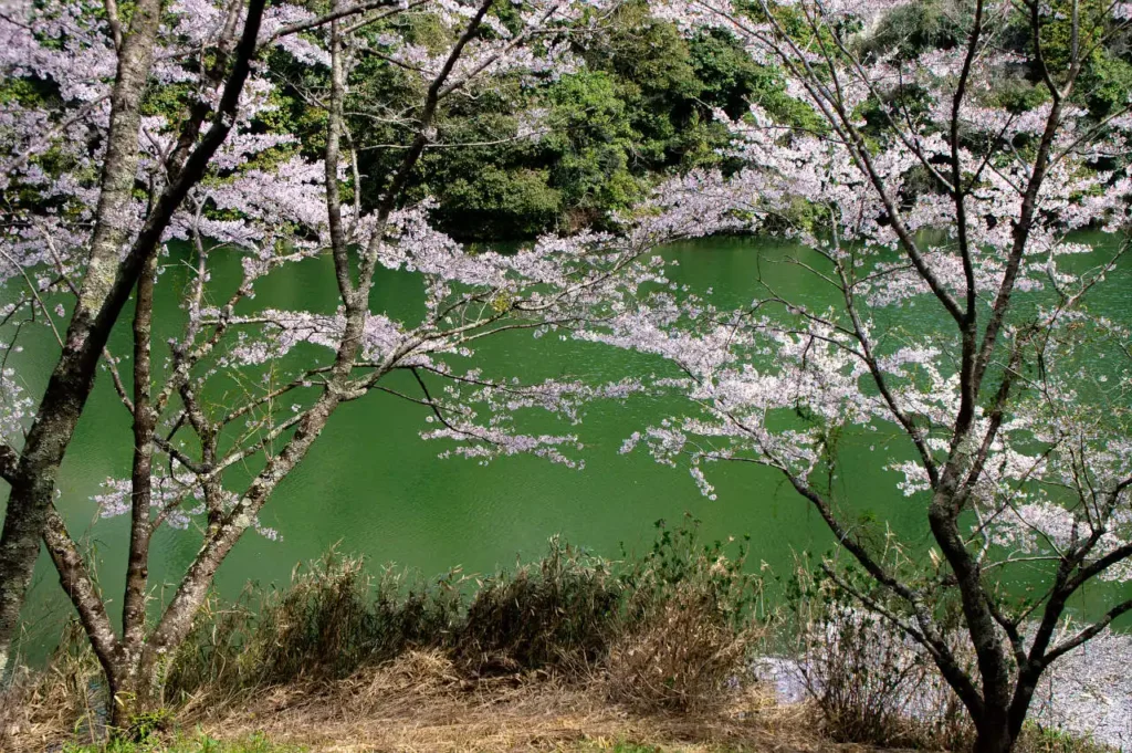 奈良県五條市西吉野町　一の木ダムの桜の写真