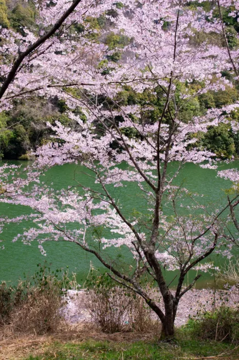奈良県五條市西吉野町　一の木ダムの桜の写真