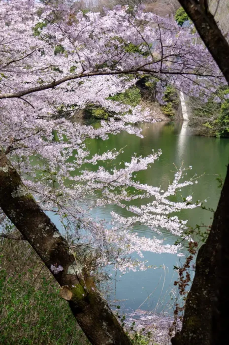 奈良県五條市西吉野町　一の木ダムの桜の写真