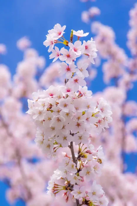 下津の桜
