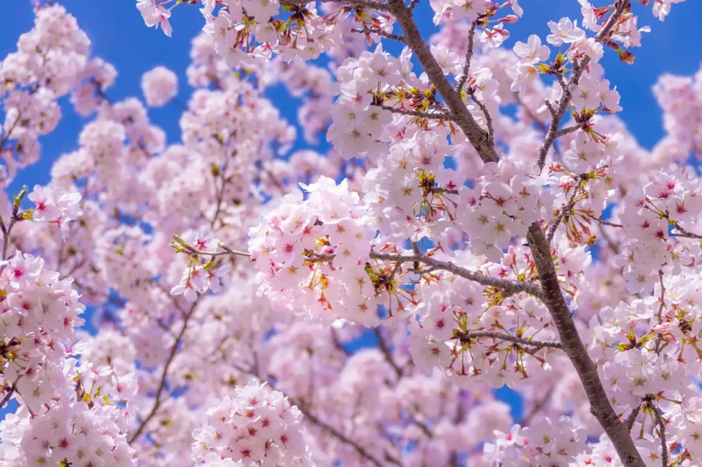 下津の桜