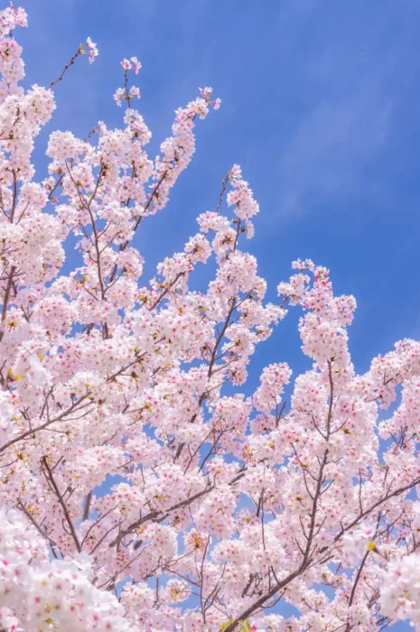 下津の桜