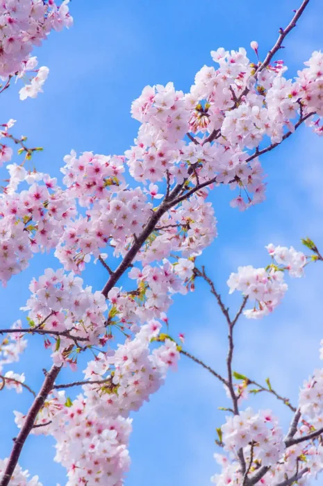 下津の桜