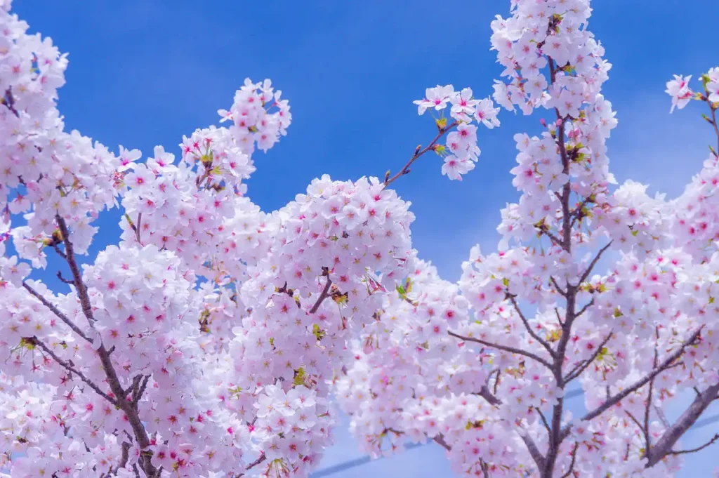 下津の桜