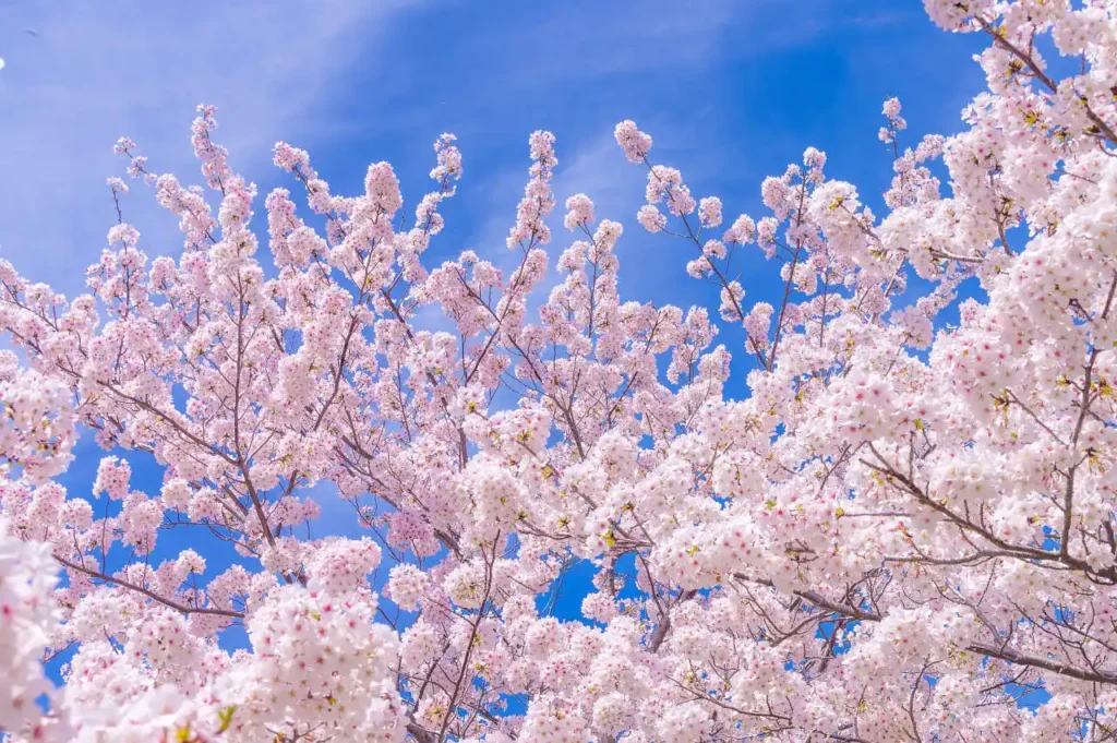 下津の桜
