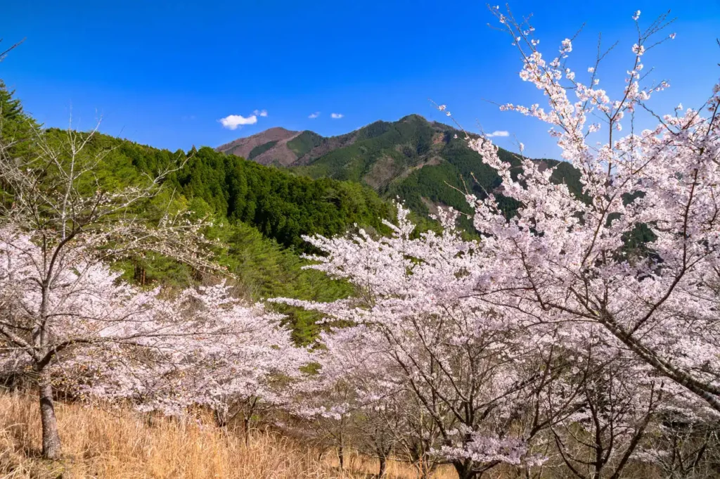 大塔郷土館の桜