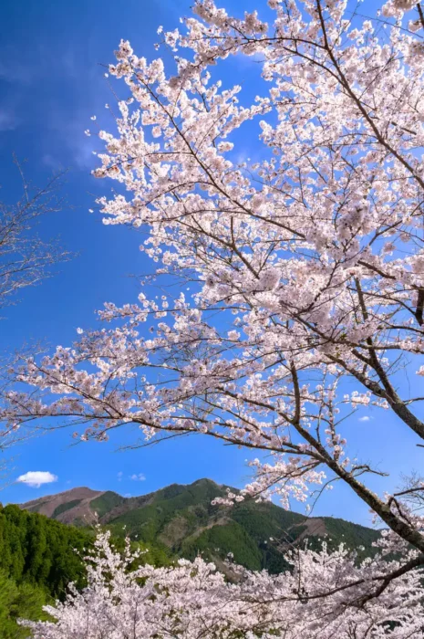 大塔郷土館の桜