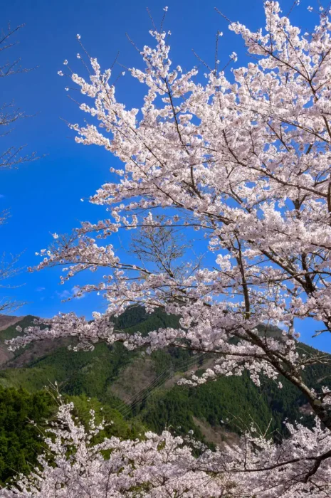大塔郷土館の桜