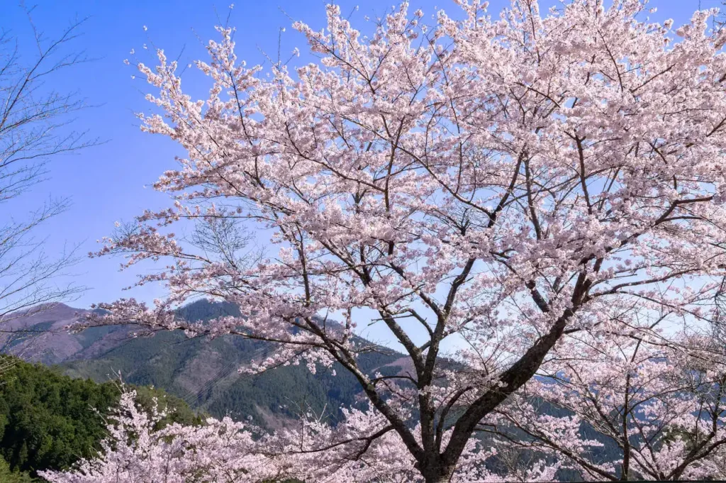 大塔郷土館の桜