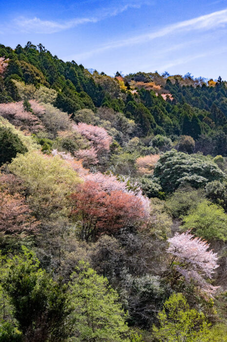 直径１センチぐらいの小さい花