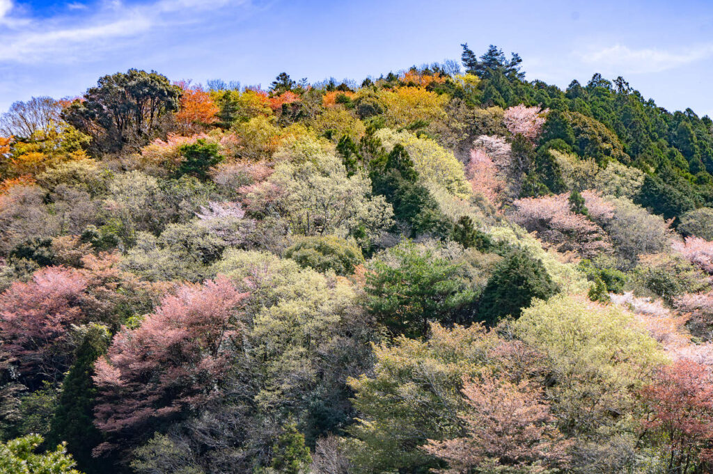 直径１センチぐらいの小さい花