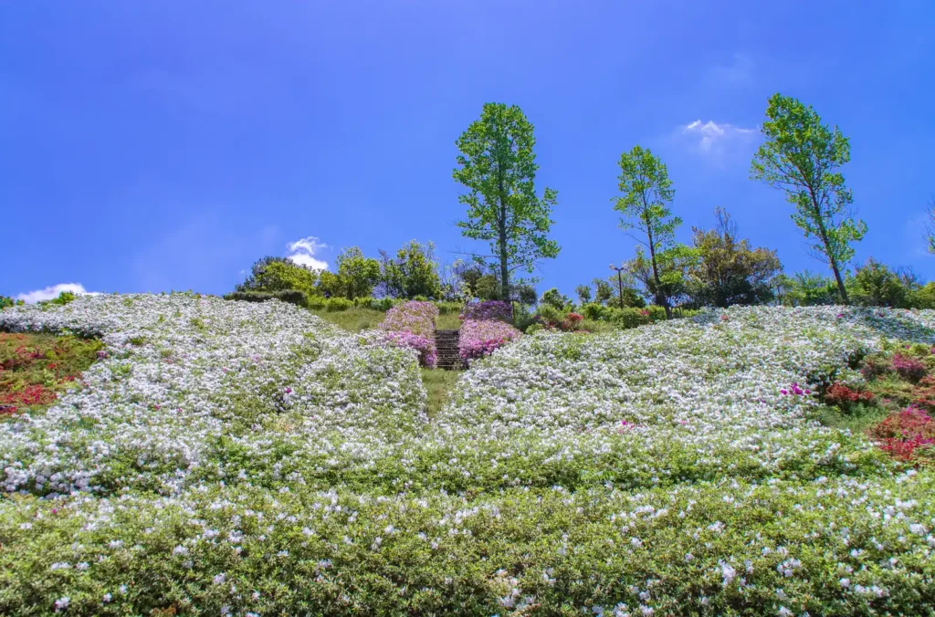 道の駅 四季の郷公園のツツジ