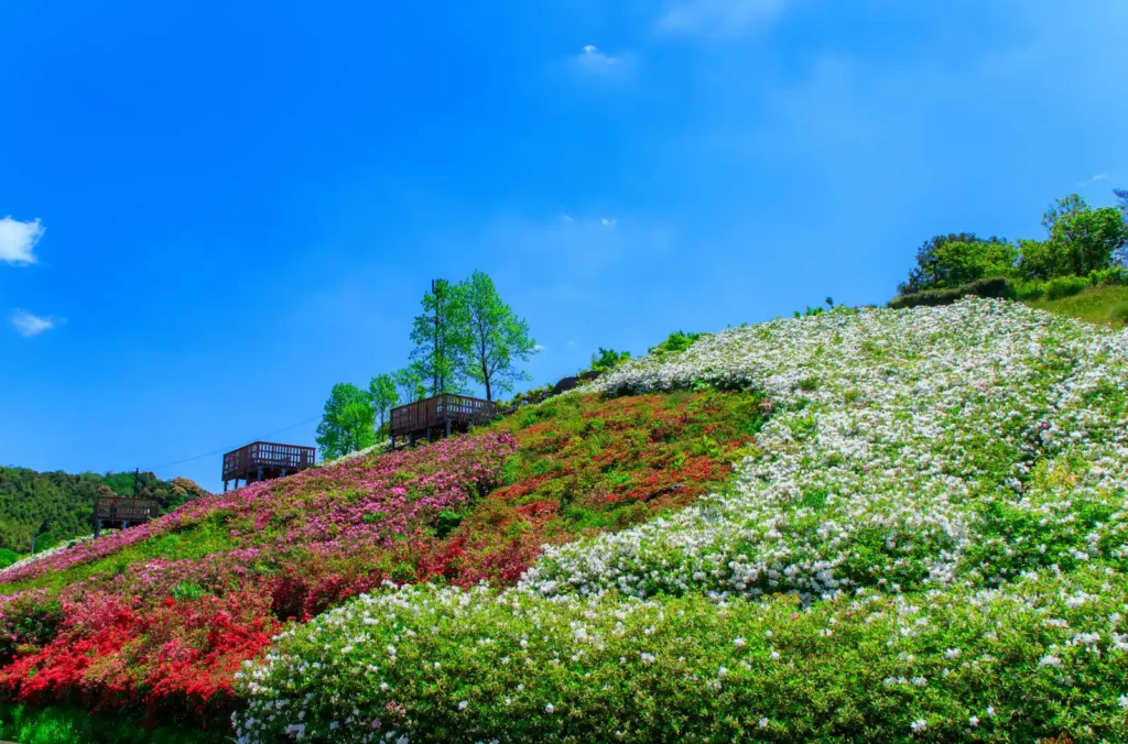 道の駅 四季の郷公園のツツジ