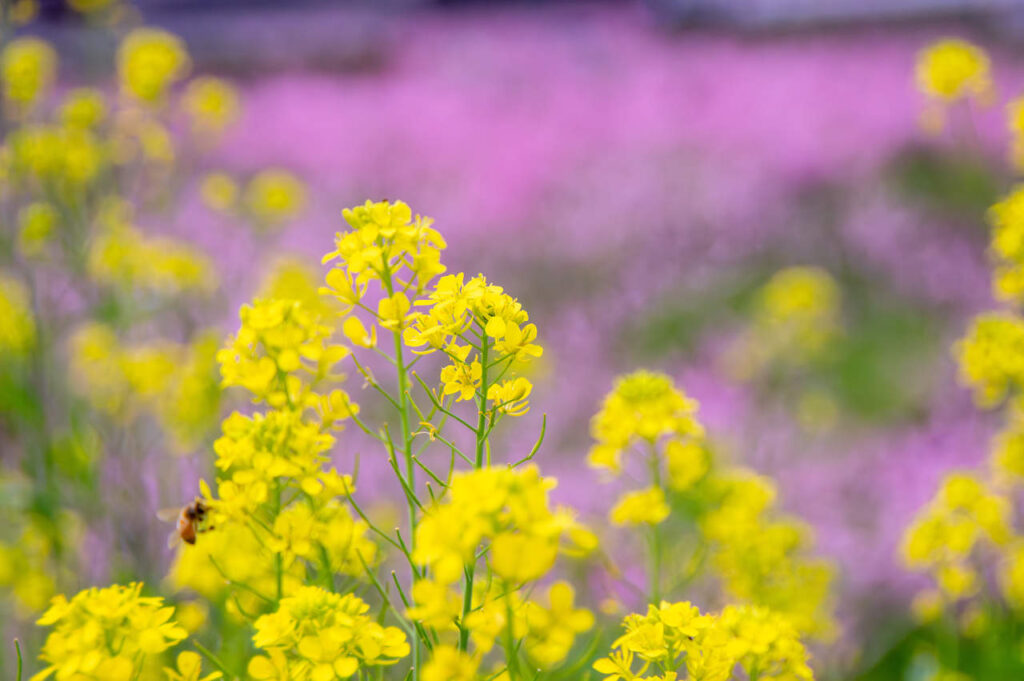 桃山町の桃の花と菜の花