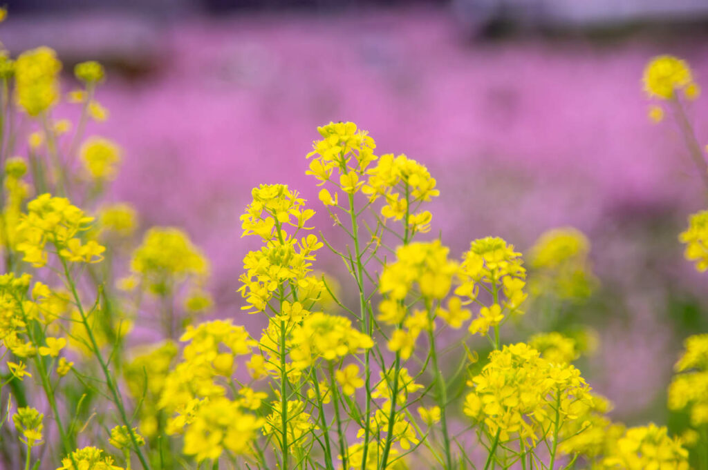 桃山町の桃の花と菜の花