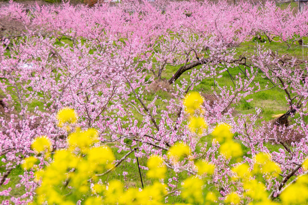 桃山町の桃の花と菜の花