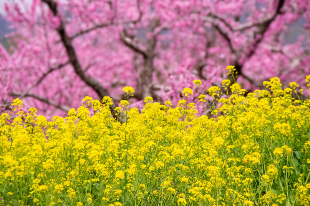 桃山町の桃の花と菜の花
