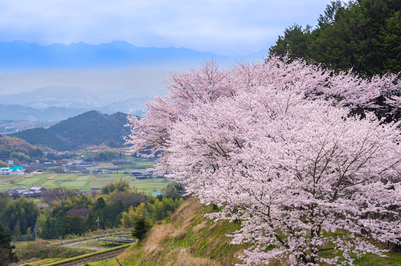 奈良県御所市の別所池の桜