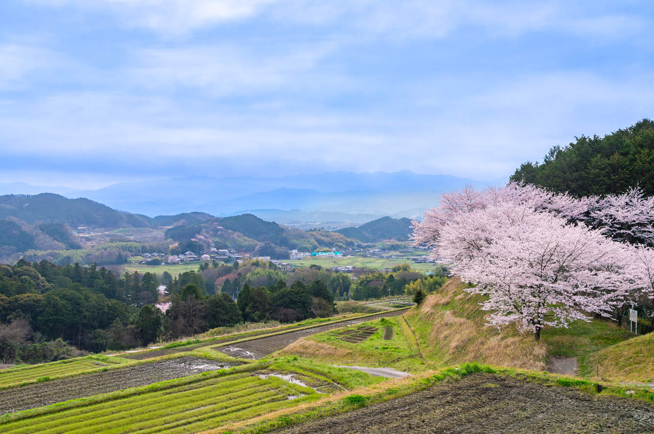 奈良県御所市の別所池の桜